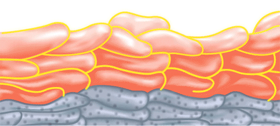 Stratum Corneum